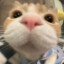 苦茶子