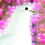 ShinyPigeon