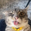 Oliver