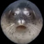 SealCASE.GIFT
