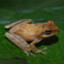 KATAK BIJER