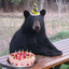 Birthday Bear