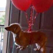 Balloon dog