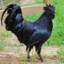 Darkeggs