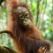 Orangutan