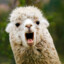 AlpacaDongle69