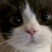 翻斗花园任意鱼