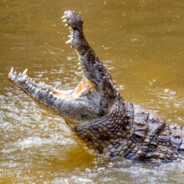 The_Apex_Predator782