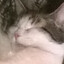 Filemon