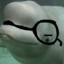 Mr Beluga Lujan Carrión
