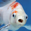 Peixe Albino