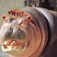 KingDungDung - steam id 76561197965491456