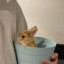 不吃猪大肠