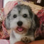 Mochi-ღ
