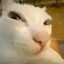 SadCat