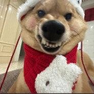 满圈的猪仔我最能睡