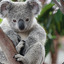 Aroused Koala