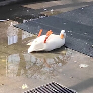 DuckDuck