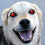 Uchiha Doggie