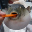Pufferfish+Carrot=Funny
