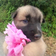 lombris con una flor