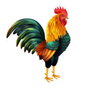Mr. Cock