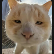 明媚不了你的温柔