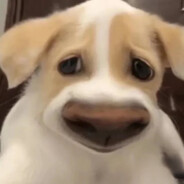 西安最后的深情