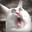Rabbit 9311
