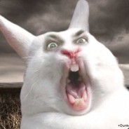 Rabbit 9311