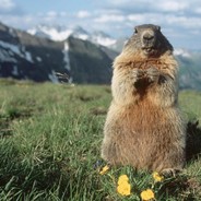 babka ufolud casedrop.eu