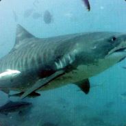 [HR] TigerShark - steam id 76561197961203027
