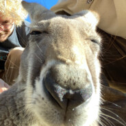 Kangaroo Jack