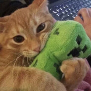 古斯塔夫如是说