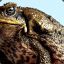 Toadwarrior2008