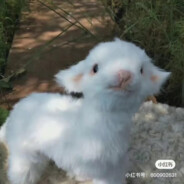 风不会停灬
