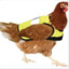 Hi-Viz Chicken