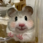 重生的母亲无法复活