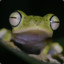 ° Lunatic Frog °