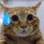 猫反七