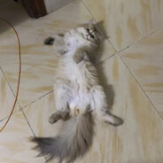 一枪没中我喊大残