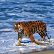 LookAround - steam id 76561198082233387