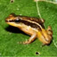 Allobates Niputidea