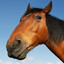 Extreme Horse Fan