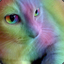 RainbowCat