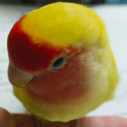 wlf081022