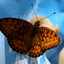 insect