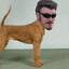 f0rnez Terrier