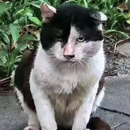 帝国の絶凶虎！方头耋