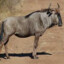 Wildebeest